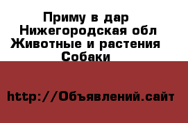 Приму в дар - Нижегородская обл. Животные и растения » Собаки   